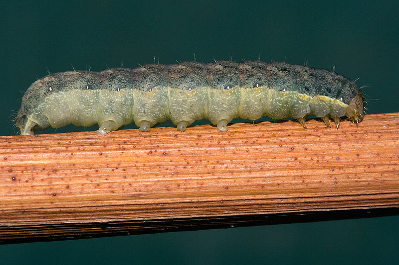 Mamestra brassicae